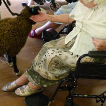 Fishers Mobile Farm visit to Beechville Care Home, Horwich